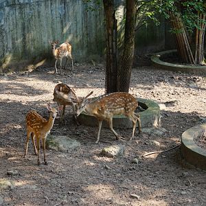 Sika deer enclosure