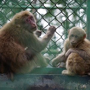 Huangshan stump-tailed macaque (Macaca thibetana huangshanensis)