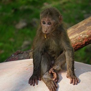 Huangshan stump-tailed macaque cub