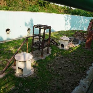 Stump-tailed macaque enclosure