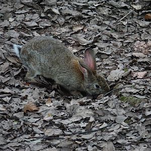 Chinese hare (Lepus sinensis)