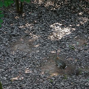 Chinese hare enclosure