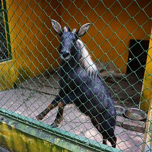 Chinese serow (Capricornis milneedwardsii)