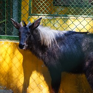 Chinese serow (Capricornis milneedwardsii)