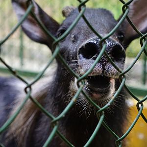 Chinese serow (Capricornis milneedwardsii)