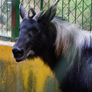 Chinese serow (Capricornis milneedwardsii)