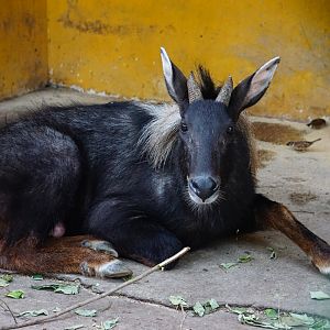 Chinese serow (Capricornis milneedwardsii)