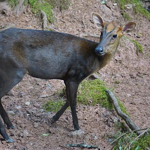 Hairy-fronted muntjac (Muntiacus crinifrons)