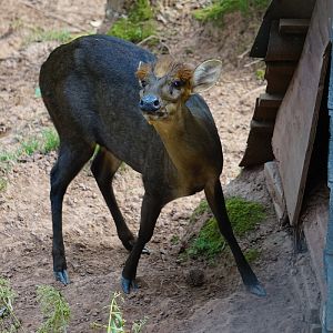 Hairy-fronted muntjac (Muntiacus crinifrons)