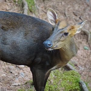 Hairy-fronted muntjac (Muntiacus crinifrons)