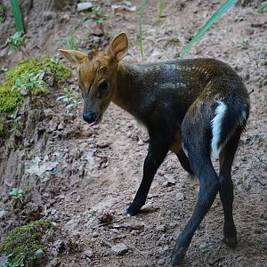 Hairy-fronted muntjac cub