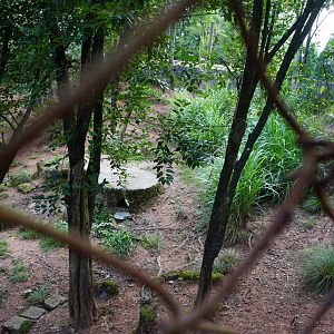 Hairy-fronted muntjac enclosure