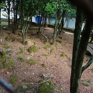 Hairy-fronted muntjac enclosure