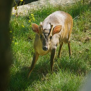 Reeves's muntjac