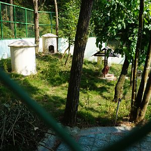 Reeves's muntjac enclosure