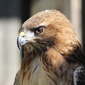 Red-Tailed Hawk