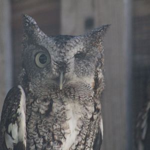 One-Eyed Eastern Screech-Owl