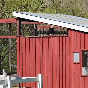 View of Eagle Aviary