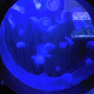 Moon Jellyfish