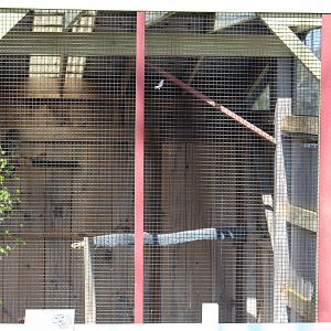 Barred Owl Enclosure