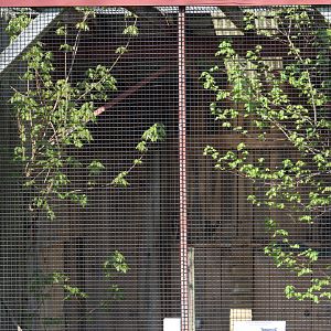 Great Horned Owl Enclosure