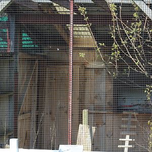 Broad-Winged Hawk Enclosure