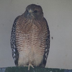 Red-Shouldered Hawk