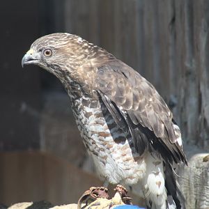 Broad-Winged Hawk