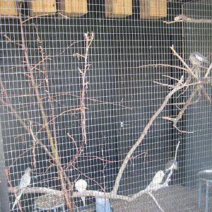 Doktorparken - Cockatiel aviary