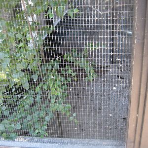 Doktorparken - Pheasant aviary