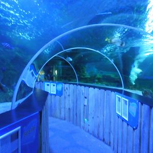 Shark Tunnel -seaLife Adventures