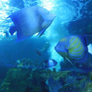 Shark Tunnel -seaLife Adventures