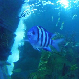 Shark Tunnel -seaLife Adventures