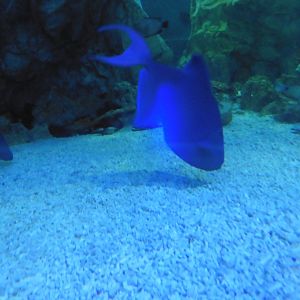 Shark Tunnel -seaLife Adventures