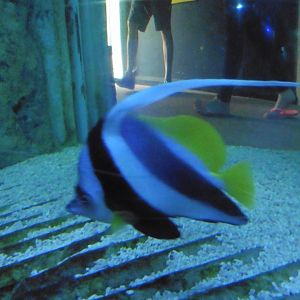 Shark Tunnel -SeaLife Adventures