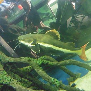 Redtail Catfish