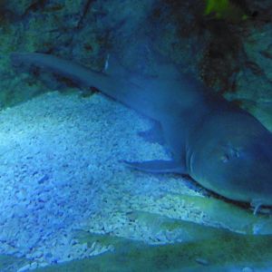 Brown-banded Bamboo Shark