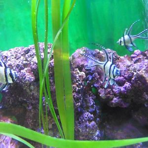 Banggai Cardinal fish