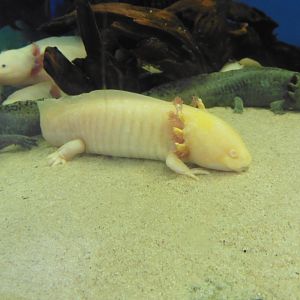 Axolotl