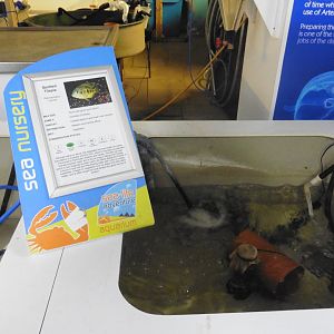 Spotting Tilapia breeding pool - SeaLife Adventures