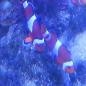 Clownfish
