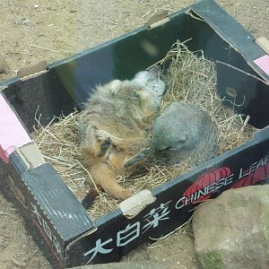 Meerkats in a box. Two  for One!