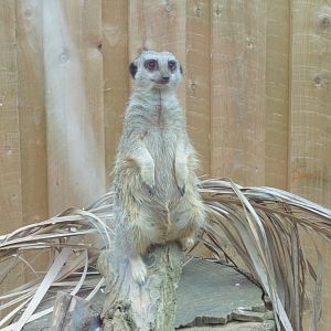 Meerkat