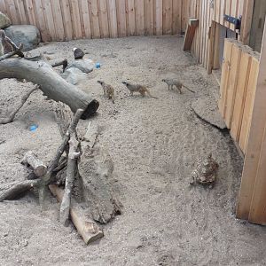 New Africa enclosaure - Meerkats,African Spurred Tortoise,Leopard Tortoise