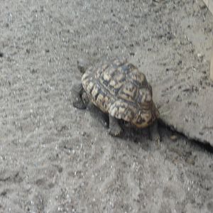 Leopard Tortoise