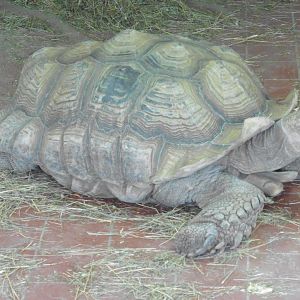 African Spurred Tortoise