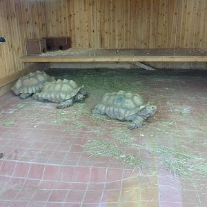 African Spurred Tortoise interior