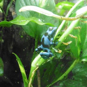 Blue and Black ? Poison Dart Frog