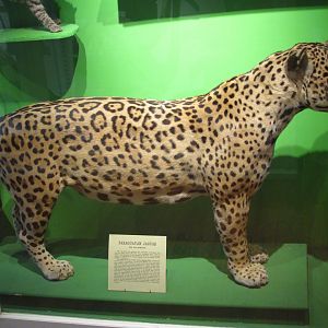 Jaguar