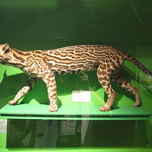 Ocelot